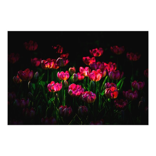 Rosa tulpanblommor fototryck (Framsidan)