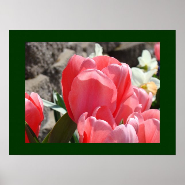 Rosa tulpanblommor konsttryck Blommig vårträdgård Poster (Framsidan)