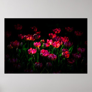 Rosa tulpanblommor poster