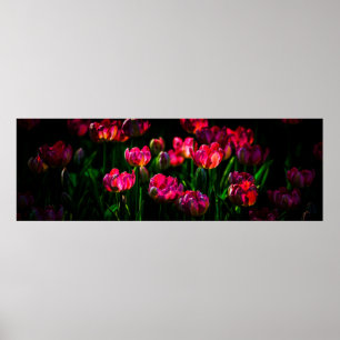 Rosa tulpanblommor poster