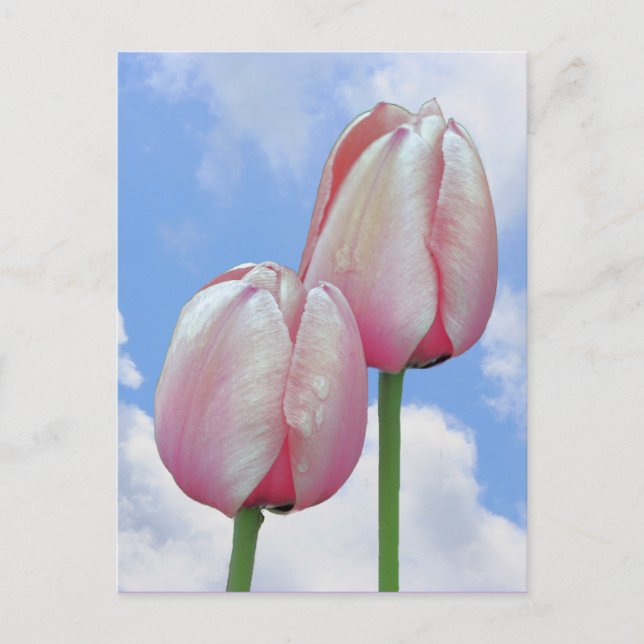 Rosa tulpaner Blå himmel moln Natur vykort (Framsida)