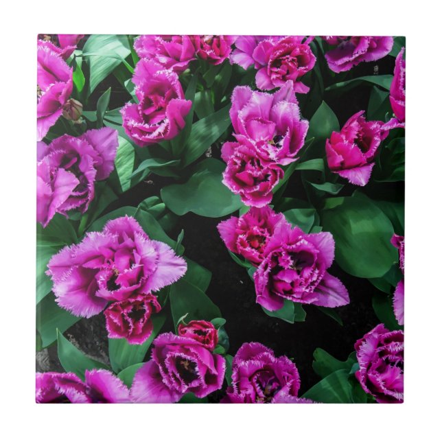 Rosa tulpaner blommor kakelplatta (Framsidan)