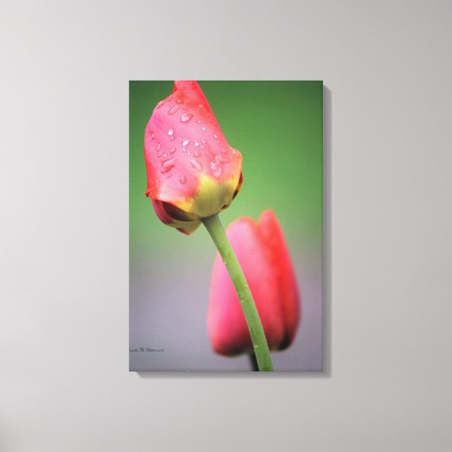 Rosa tulpaner Fotografi Canvastryck (Framsida)