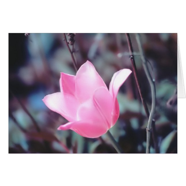 rosa-tulpaner hälsningskort (Framsidan Horizontal)