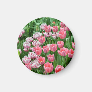 rosa tulpaner magnet