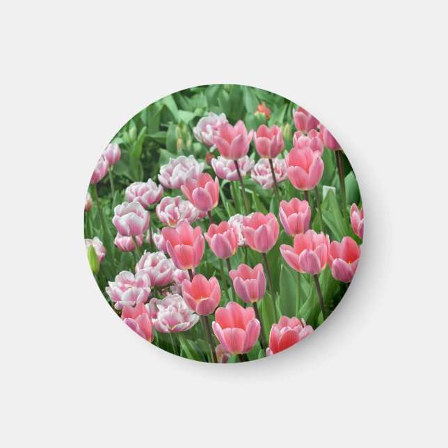 rosa tulpaner magnet (Framsidan)