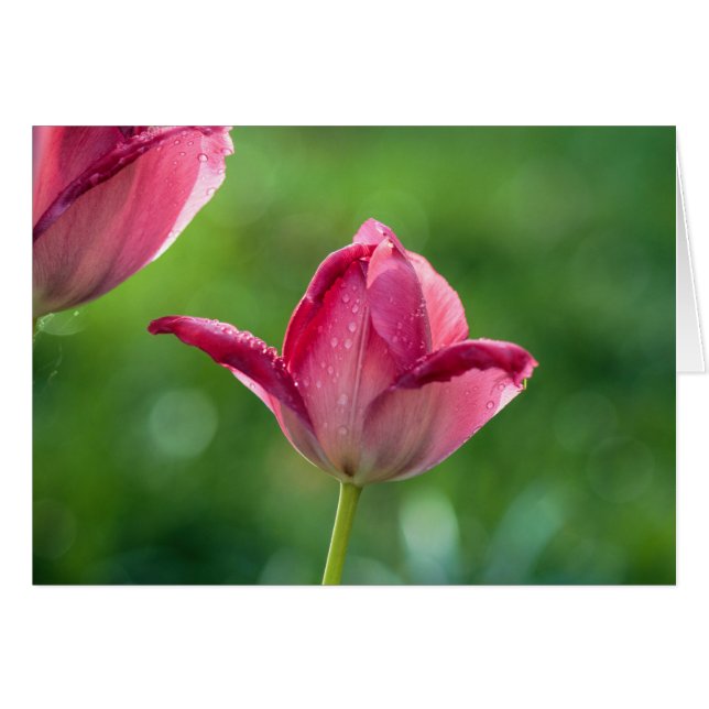 rosa-tulpaner med daggdroppar hälsningskort (Framsidan Horizontal)