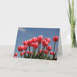 rosa tulpaner och blå himmel helgkort