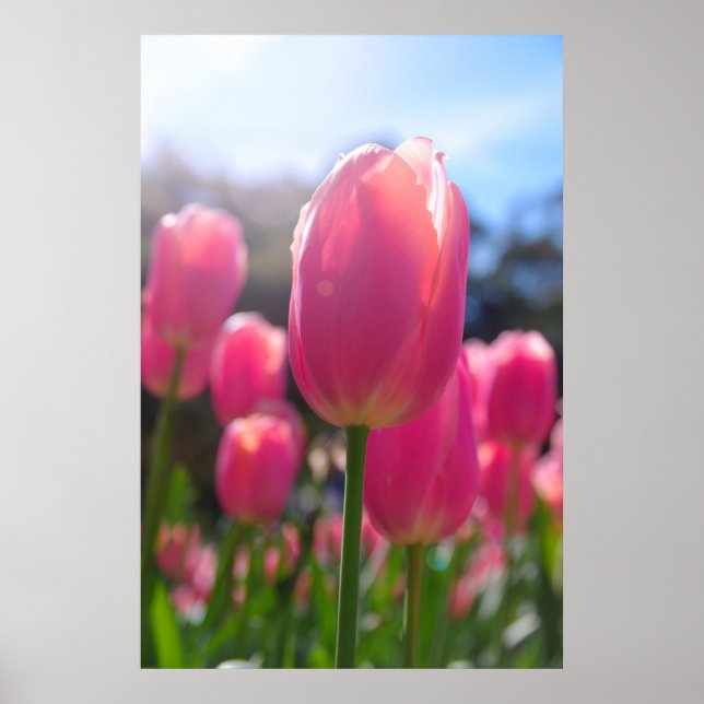 Rosa tulpaner poster (Framsidan)