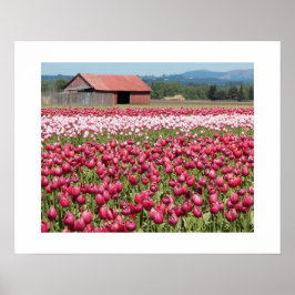 Rosa Tulpanfält Blommig Fotografi Poster