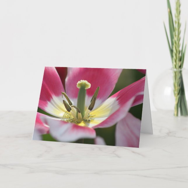 rosa tulpanfödelsedagskort kort (Framsida)