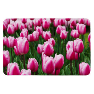 Rosa tulpanmagnet magnet