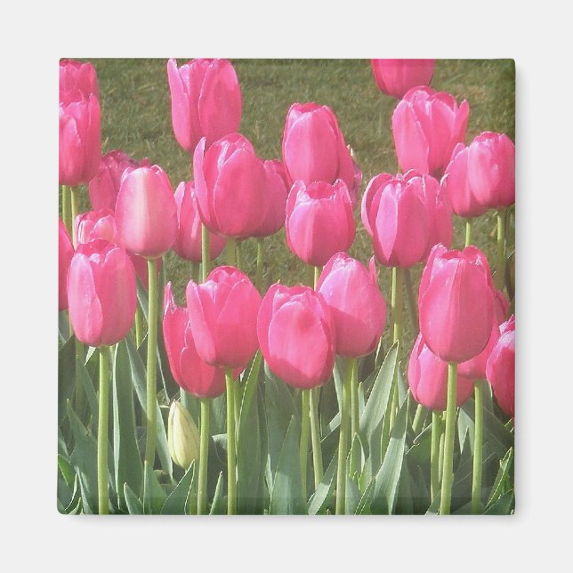 Rosa tulpanmagnet magnet (Framsidan)