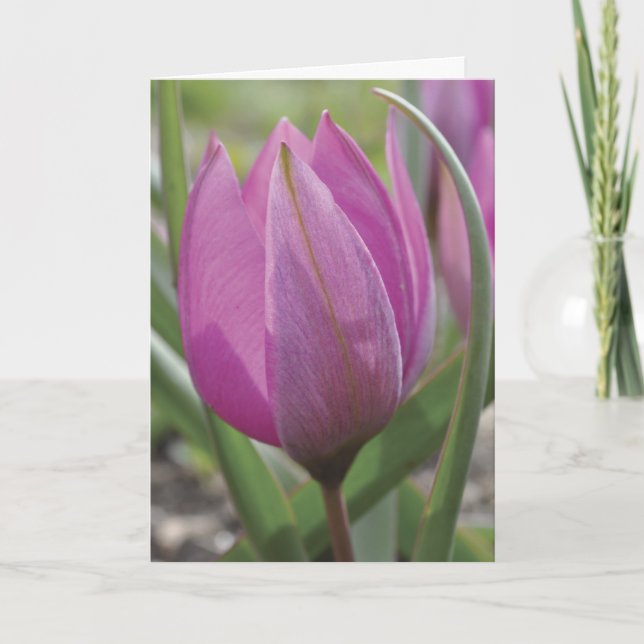 Rosa tulpanmors dagkort kort (Framsida)