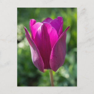 Rosa tulpanvykort vykort