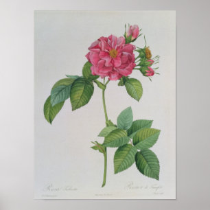 Rosa Turbinata, från, Les Roses', Vol 1, 1817 Poster