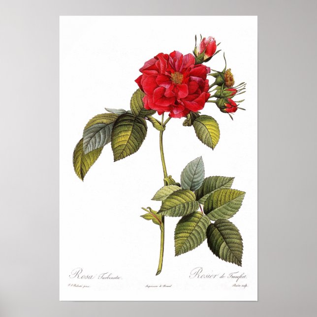 Rosa turbinata poster (Framsidan)