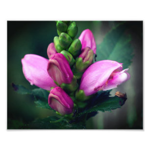 Rosa Turtlehead Flower Close Up 8x10 Fototryck