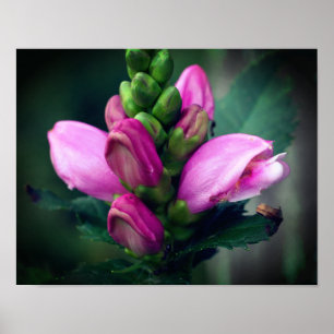 Rosa Turtlehead Flower Close Up Poster