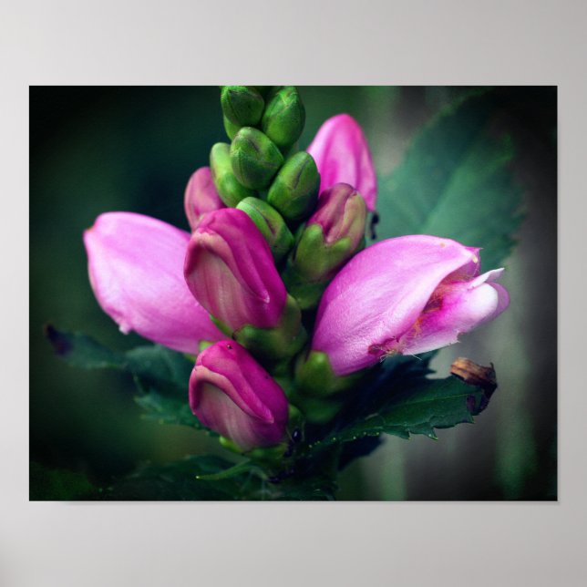 Rosa Turtlehead Flower Close Up Poster (Framsidan)