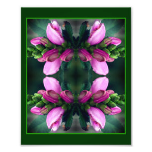 Rosa Turtlehead Flower Spegel Abstrakt 8x10 Fototryck
