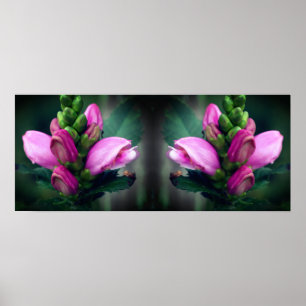 Rosa Turtlehead Flower Spegel Abstrakt Poster