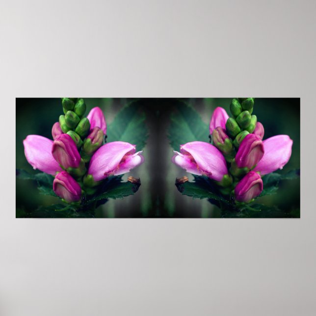 Rosa Turtlehead Flower Spegel Abstrakt Poster (Framsidan)