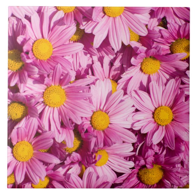 Rosa tusenskönemönster kakelplatta (Framsidan)