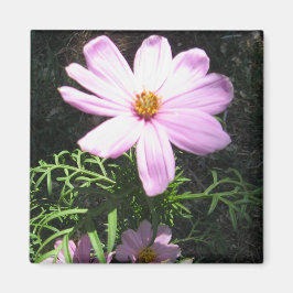 Rosa tusenskönor magnet