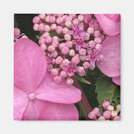 Rosa Twist-n-Shout Endless Summer Hydrangea Magnet