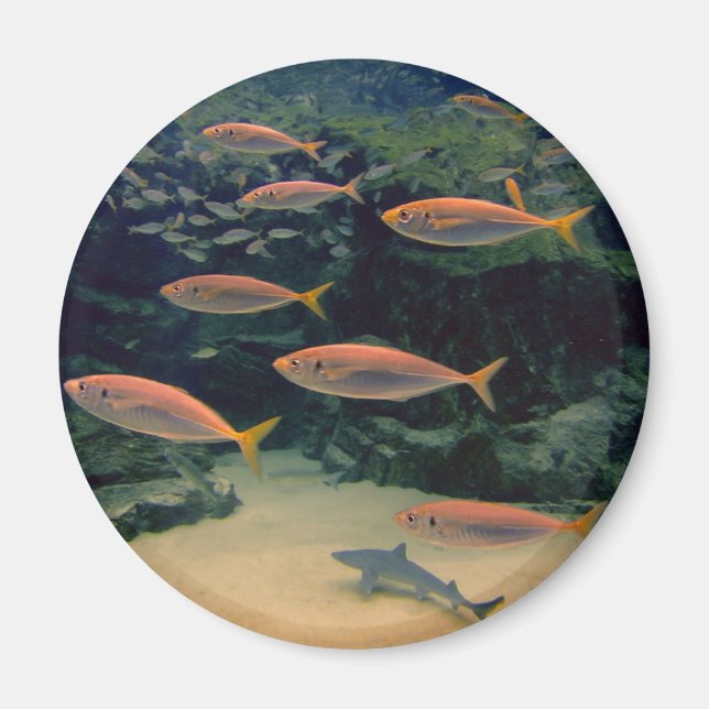 Rosa Undervattensfoto för fiskskal Magnet (Framsidan)