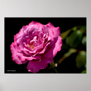 Rosa Upp-Slut för ängelansikte Poster