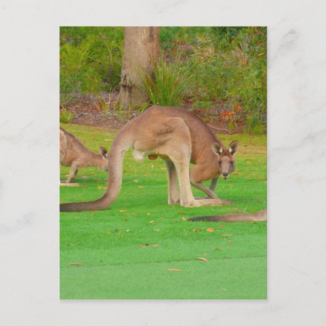 rosa utseende vykort (Framsida)