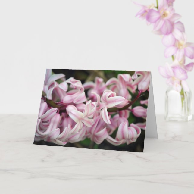 Rosa väldoftande doftande hyacint kort (Orkide)