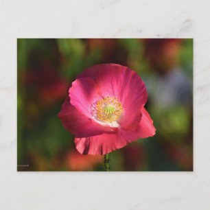 Rosa vallmo i solsken Fotografi Vykort