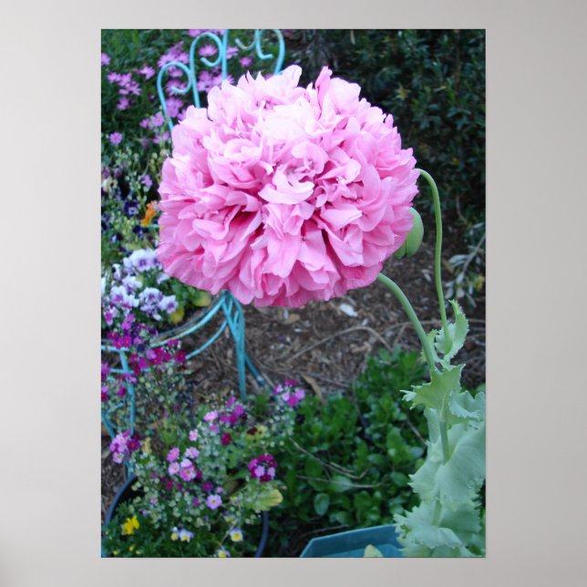 Rosa vallmo poppies vår blomma blomster trädgård poster (Framsidan)