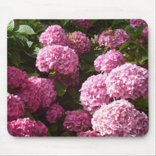 Rosa vanlig hortensia musmatta