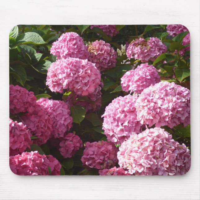 Rosa vanlig hortensia musmatta (Framsidan)