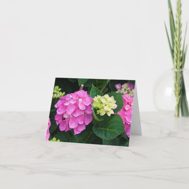 Rosa vanlig hortensia Notecards Kort (Framsida)
