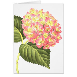Rosa vanlig hortensia OBS kort