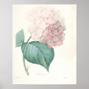 Rosa vanlig hortensia poster