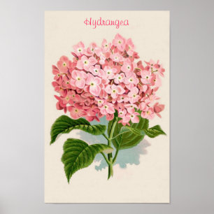 Rosa vanlig hortensiaaffisch poster