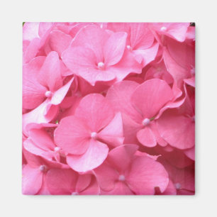 Rosa vanlig hortensiamagnet magnet
