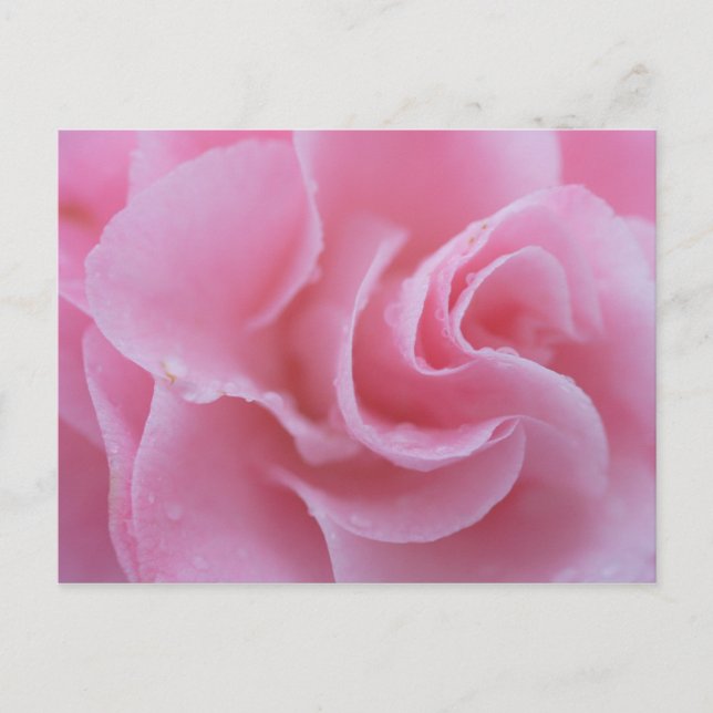 Rosa vanlig kamelia vykort (Framsida)