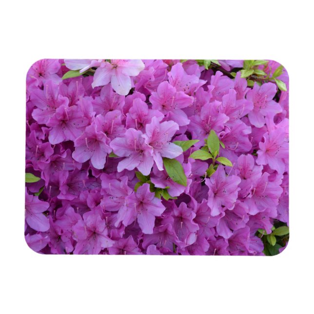 Rosa Vår Azaleas Magnet (Horisontell)