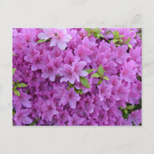 Rosa Vår Azaleas Vykort