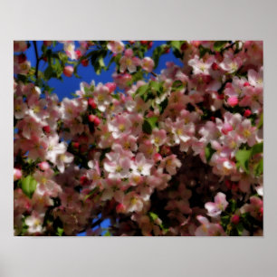 Rosa Vår Blommar Blå himmel Orton Effekt Poster