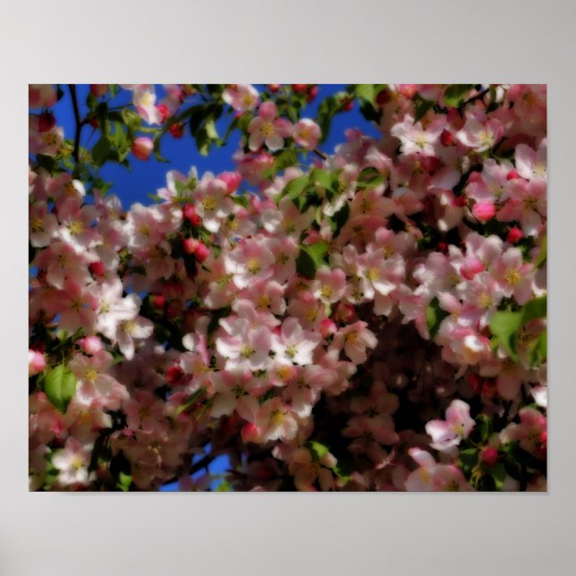 Rosa Vår Blommar Blå himmel Orton Effekt Poster (Framsidan)