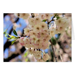 Rosa Vår Blommar Blomsterfotografi Card OBS Kort