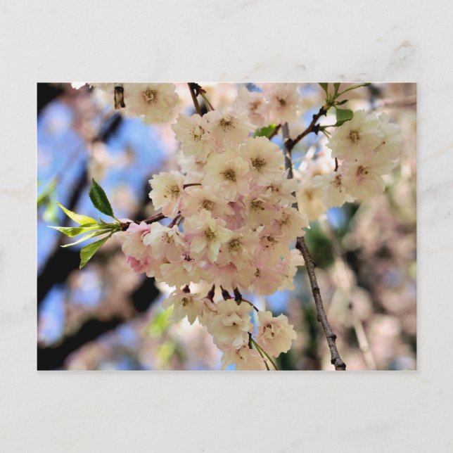 Rosa Vår Blommar Blomstervykort Vykort (Framsida)